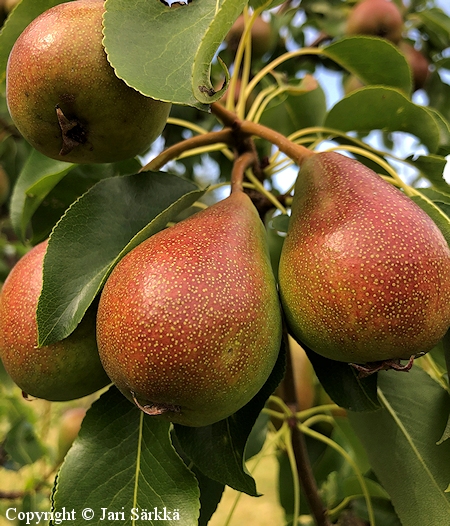 Pyrus communis Pepi pryn